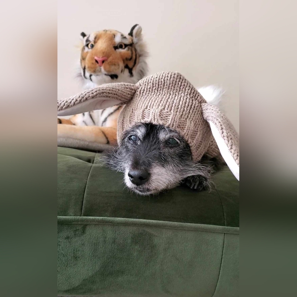Adorable Tan Knit Dog Sweater with Ears